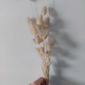 Bunny tail grass stems * Spray Free** 30cm stems*