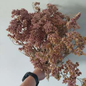 Direct Dried Preserved: Dried Yarrow stems * Spray Free** 45cm stems*