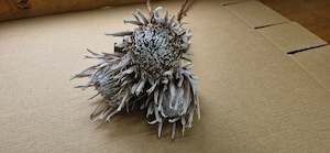 Direct Dried Preserved: Dried Box