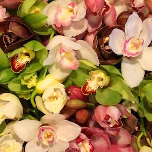 Cymbidium # 12 stem mixed box