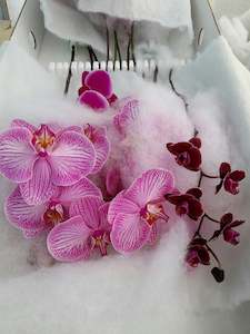 Phalaenopsis Stems * Mixed Colour Boxes - AVAILABLE NOW