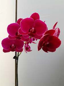 Direct Fresh Flowers: Phalaenopsis Stems * Purple AVAILABLE NOW
