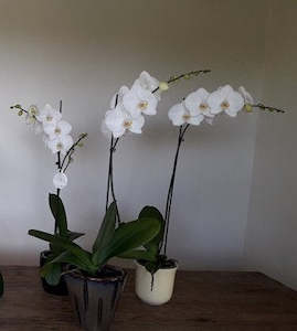 Phalaenopsis Orchid Potted Plant 15cm * A mix of WHITE Double and Single Stems *&hellip;