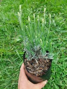 Direct Plants: Lavender Blue mountain White **White Angustifolia*** Spray Free*** High Scent ** great dried
