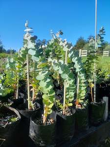 Direct Plants: Silver Dollar Eucalyptus Plants- Great foliage-Hardy