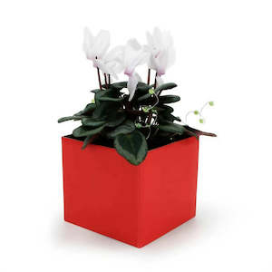 Oceans Boxes Bags: Solid Colour Posy Box 13Sqx12Hcm Pk/10 - Red