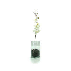 Glass Cylinder Vase 15Diax25Hcm - Clear (02-CYL25)