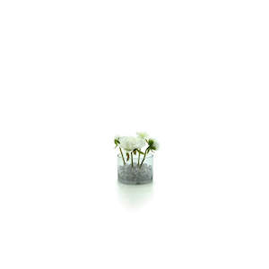 Glass Cylinder Vase 15Diax12Hcm - Clear (02-CYL12)