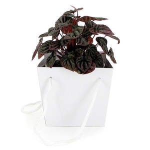Oceans Boxes Bags Flower Bags: Tapered Flower Carrier Bag w/Handles Medium 16Sqx14Hcm Pk/10 - White
