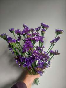 Flowers: ****Statice Blue **** fresh stems*******
