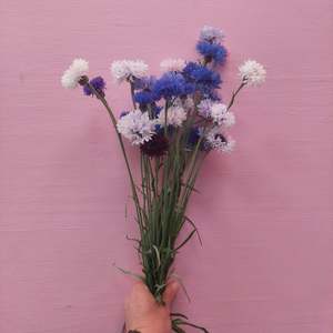 **Fresh Cornflowers - Bachelor's Buttons** Long stems