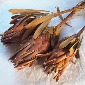 Direct Dried Preserved: Dried Protea