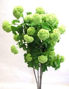 Direct Fresh Flowers: Viburnum Snowball * Green * Bu 5 * 