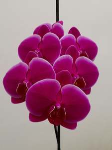 Direct Fresh Flowers: Phalaenopsis Stems * Hot Pink with White Edge * AVAILABLE NOW