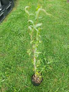 Direct Plants: Twisted willow***Amazing foliage*** Fast growing*** hardy in most soils