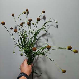 Helenium Autumn Lollipop** Spray Free*** long stems***