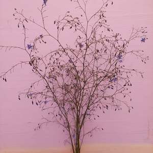 Blue Flax Lilly- Dianella- Great foliage** blue fine flowers