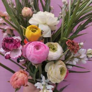 Mixed colour ranunculus stems