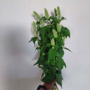 Flowers: White Anise stems **** 10 bunch Long stems** Great aroma and colour
