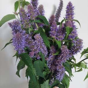 Flowers: Purple Anise stems **** 10 bunch Long stems** Great aroma and colour