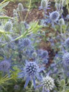 Eryngium Blue Glitter stems**** 10 bunch stems**