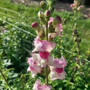 Flowers: Mixed snapdragon stems