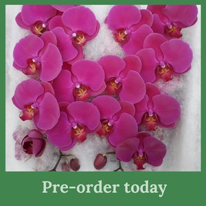 Phalaenopsis Stems * AVAILABLE NOW
