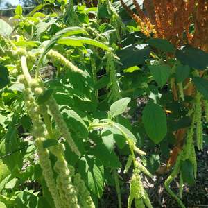 Flowers: Amaranth green tails** fresh tendrils *** bright lime green