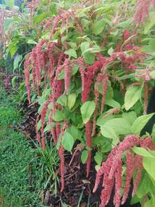 Flowers: Amaranth coral fountain** fresh tendrils *** bright coral