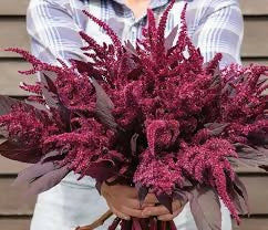 Flowers: Amaranth pygmy torch - Deep maroon- great for structure