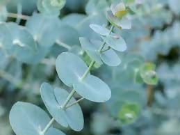 Direct: Silver Dollar Eucalyptus foliage- 10 stems