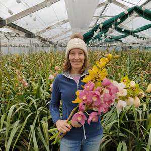 Direct: Cymbidium # 16 stem Mixed colour box