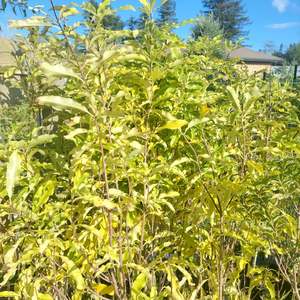 Direct: Lemonwood Pittosporum native foliage plants