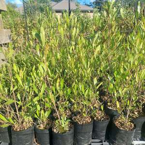 Direct: Ake ake -Green native foliage plants