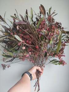 Direct: Ake ake -Purple native foliage plants