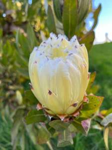 Direct: Protea - Almond Frost x 15 , 60cm stem