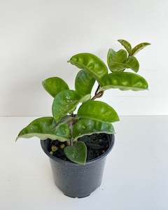 Hoya: Hoya Krinkle 8