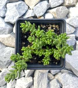 Succulent: Sedum Grisebachii