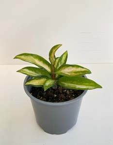 Hoya: Hoya Krimson Princess