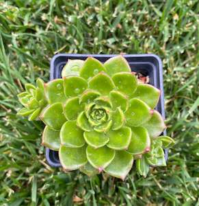 Succulent: Sedeveria Letizia