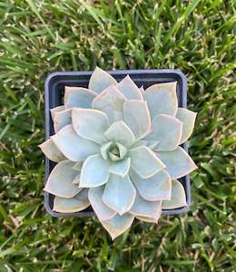 Succulent: Echeveria Prunella