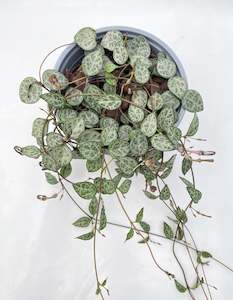 Indoor Plants: Ceropegia linearis ssp. woodii 'String of Spades' 13cm