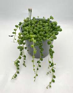 Indoor Plants: String of Pearls