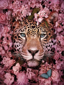 Frontpage: Paint by Number - Peering Leopard