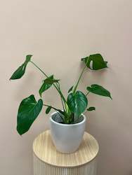 Monstera Deliciosa