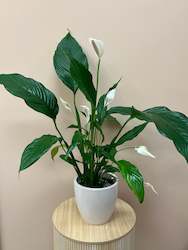 Peace Lily