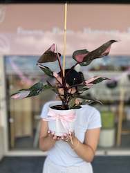 Potted Plants: Pink Princess Philodendron