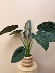 Alocasia Regal Sheilds plant in pot