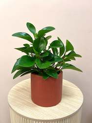 Peperomia in Pot