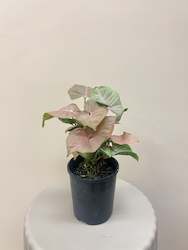 Potted Plants: Syngonium Red Heart